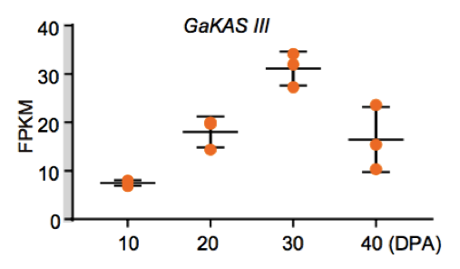 圖9 GaKASIII基因在棉花胚珠發(fā)育過程中的表達(dá)