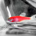 中國(guó)農(nóng)業(yè)科學(xué)院飼料研究所研究成果：腸道微生物產(chǎn)生的腐胺經(jīng)肝臟代謝為亞精胺后發(fā)揮改善魚體脂肪肝的效應(yīng)