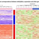 高大上的甲基化和表達(dá)譜聯(lián)合分析熱圖展示實(shí)例
