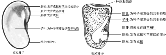 植物種子結構示意圖