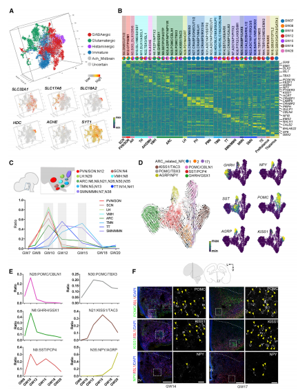 轉錄不同的神經(jīng)元亞群