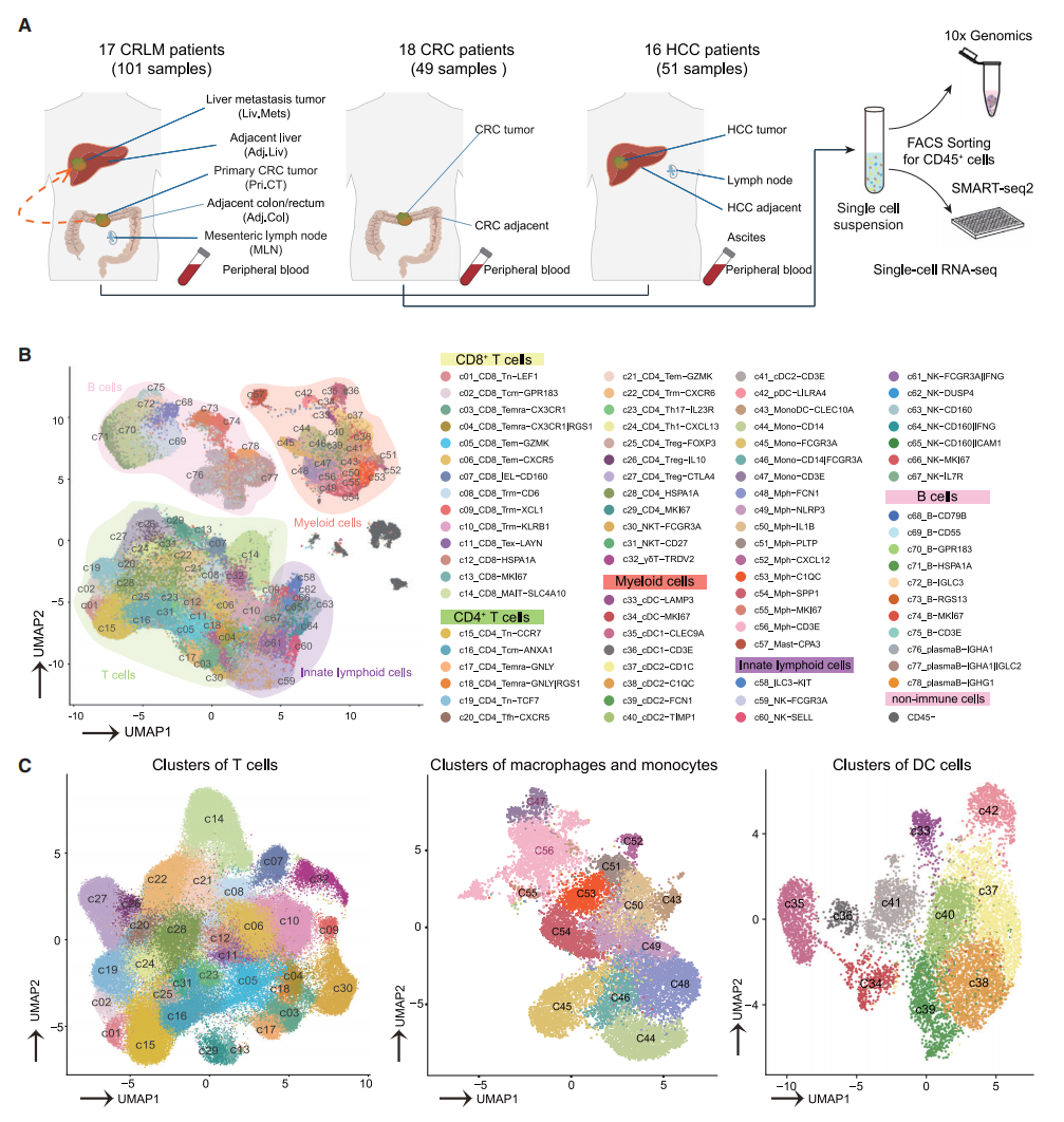 圖1 CRLM、HCC和CRC不同的免疫特征