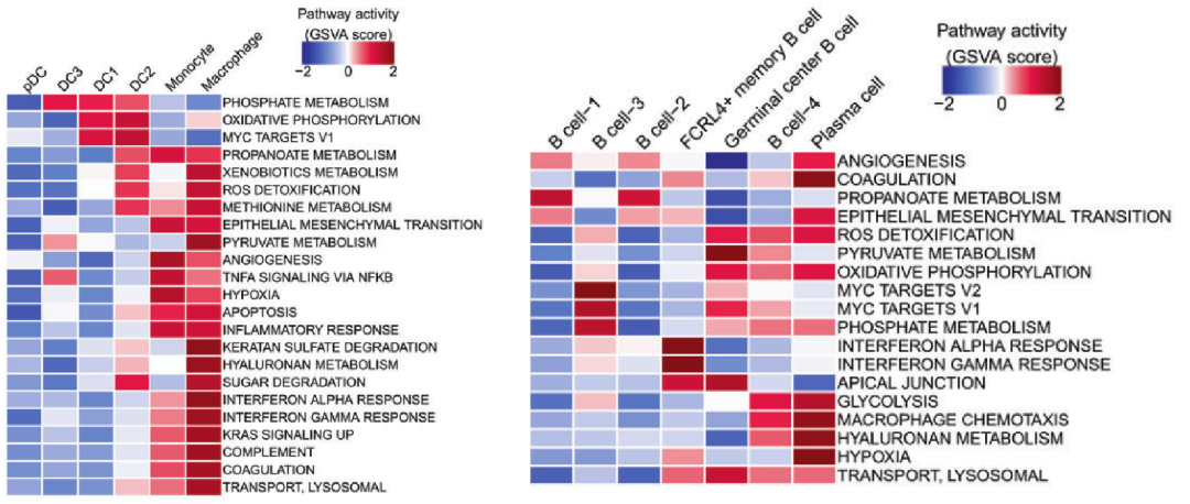 圖5?利用GSVA分析鼻咽癌不同髓系細胞亞型間的通路活性差異[9]