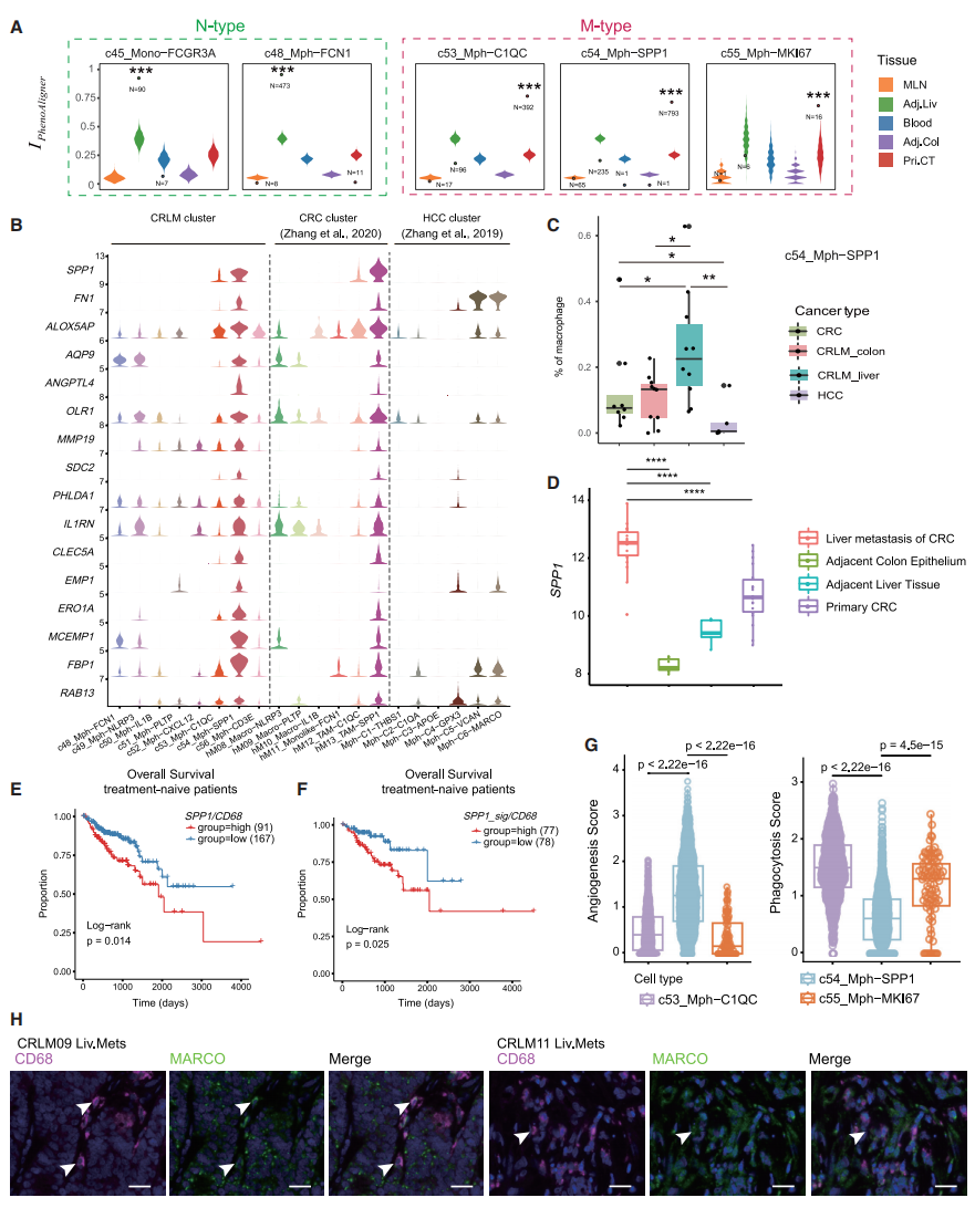 圖5 SPP1+腫瘤相關(guān)巨噬細(xì)胞的作用
