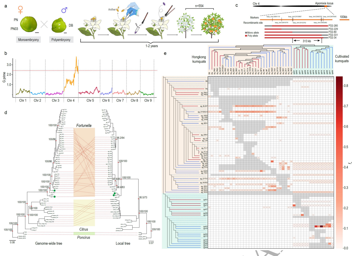 圖4 有性生殖向無融合生殖過渡的候選位點
