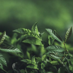 SLAF-seq技術(shù)助力科學(xué)家團(tuán)隊(duì)構(gòu)建油茶DNA指紋圖譜