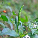 項(xiàng)目文章 | 突破性成果！辣椒基因組調(diào)控元件圖譜被系統(tǒng)繪制