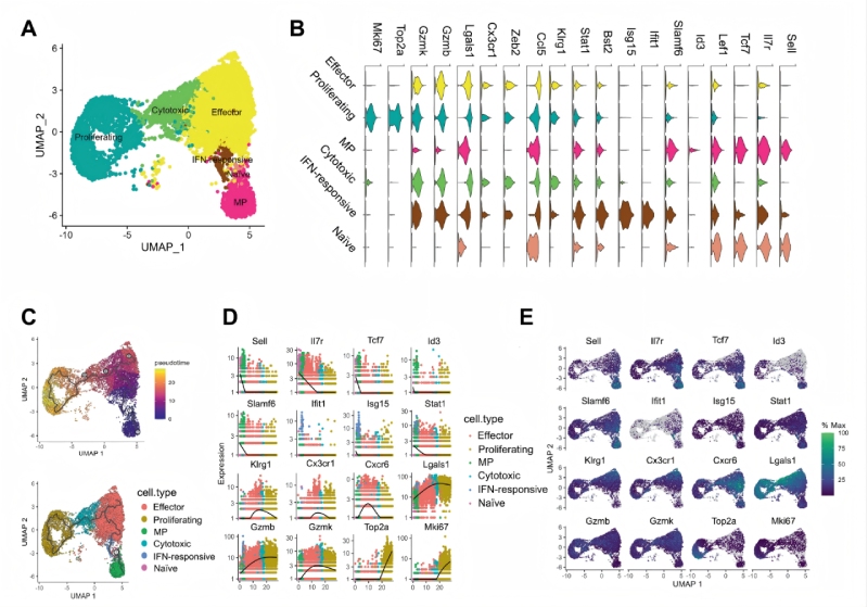 研究結果二：急性感染期間效應和memoryCD8 T細胞分化軌跡不同