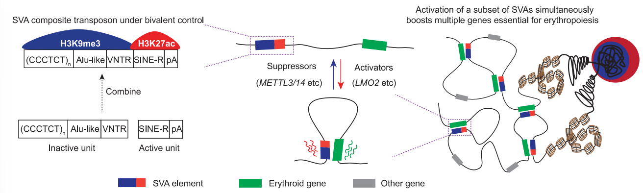 圖6. SVA激活促進(jìn)紅系分化相關(guān)基因表達(dá)