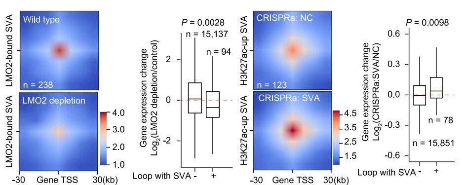 圖5. SVA通過(guò)RNA依賴(lài)性機(jī)制發(fā)揮增強(qiáng)子功能