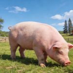 《Science Bulletin》印遇龍?jiān)菏繄F(tuán)隊(duì)最新研究成果：史氏甲烷短桿菌通過抑制肝臟酮體代謝，導(dǎo)致出生后生長(zhǎng)遲緩