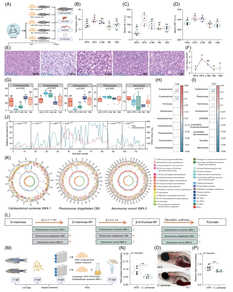 圖1-甘露糖補(bǔ)充不能直接緩解HFD誘導(dǎo)的肝臟脂肪變性，但會促進(jìn)C.somerae的生長