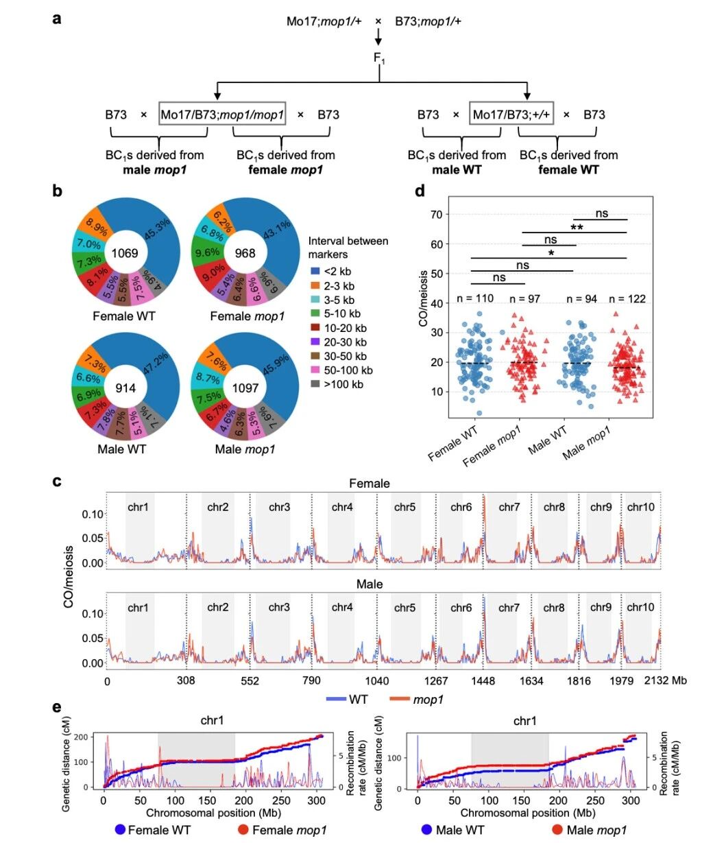 圖1?雄性mop1突變體與雌性mop1突變體相比，交叉（CO）數(shù)量減少。
