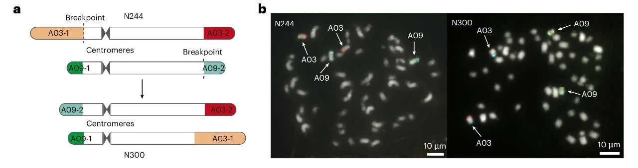 圖2 A03-A09易位的鑒定及驗證