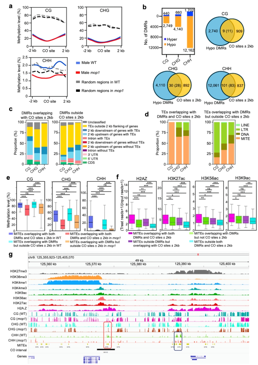 圖6 mop1可能通過局部降低具有開放染色質(zhì)標(biāo)記的MITE序列上的DNA甲基化水平 引入新的交叉（CO）位點(diǎn)