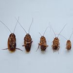 《Science》：食木性蟑螂和白蟻的營(yíng)養(yǎng)特化與社會(huì)性演化