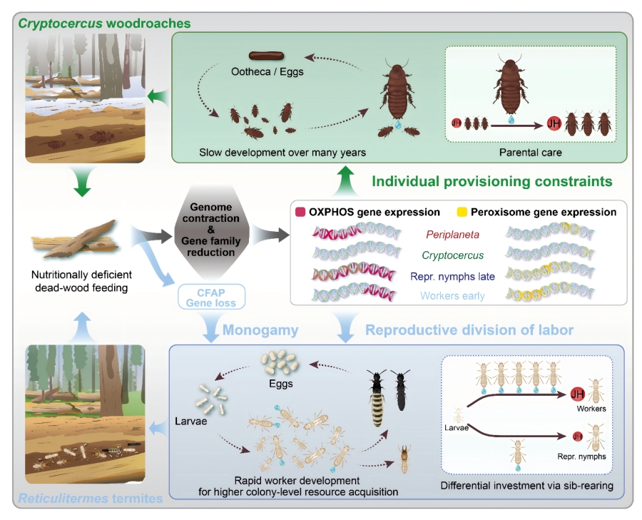 木食性蟑螂與白蟻以不同方式克服取食枯木所致的營養(yǎng)缺陷限制
